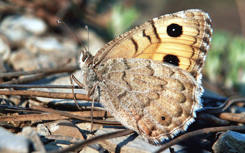 Бабочки и стрекозы Крыма