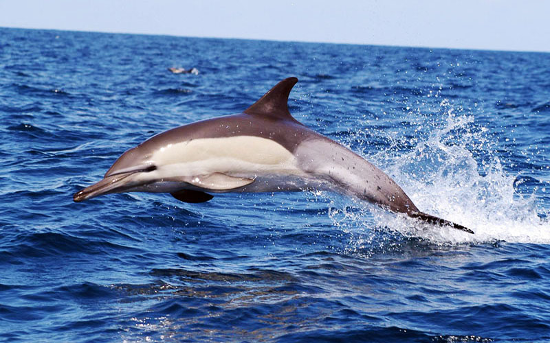 Дельфины Крыма