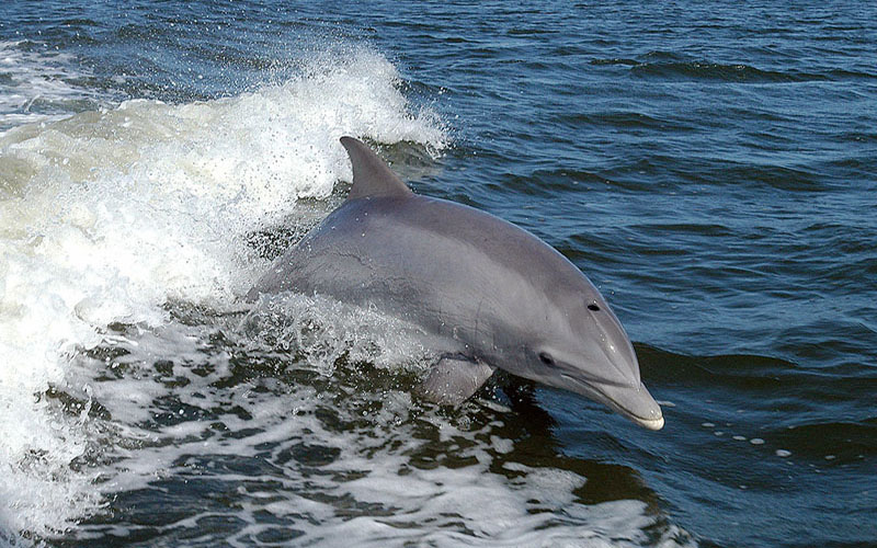 Дельфины Крыма