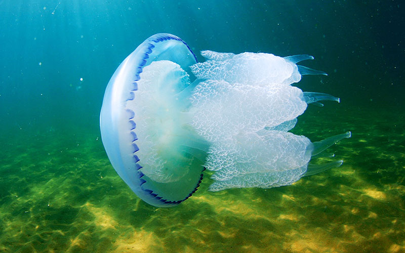 Медузы и моллюски Крыма