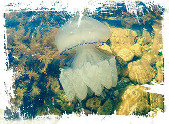 Медузы и моллюски Крыма