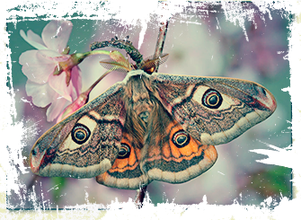 Бабочки и стрекозы Крыма