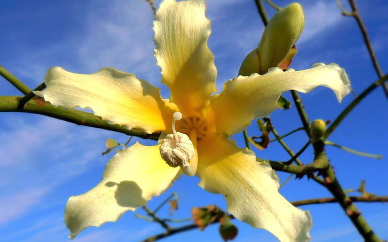 Миндаль и орхидея в Крыму