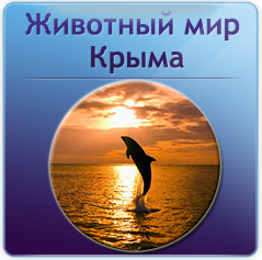 Животный мир Крыма