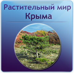 Растительный мир Крыма